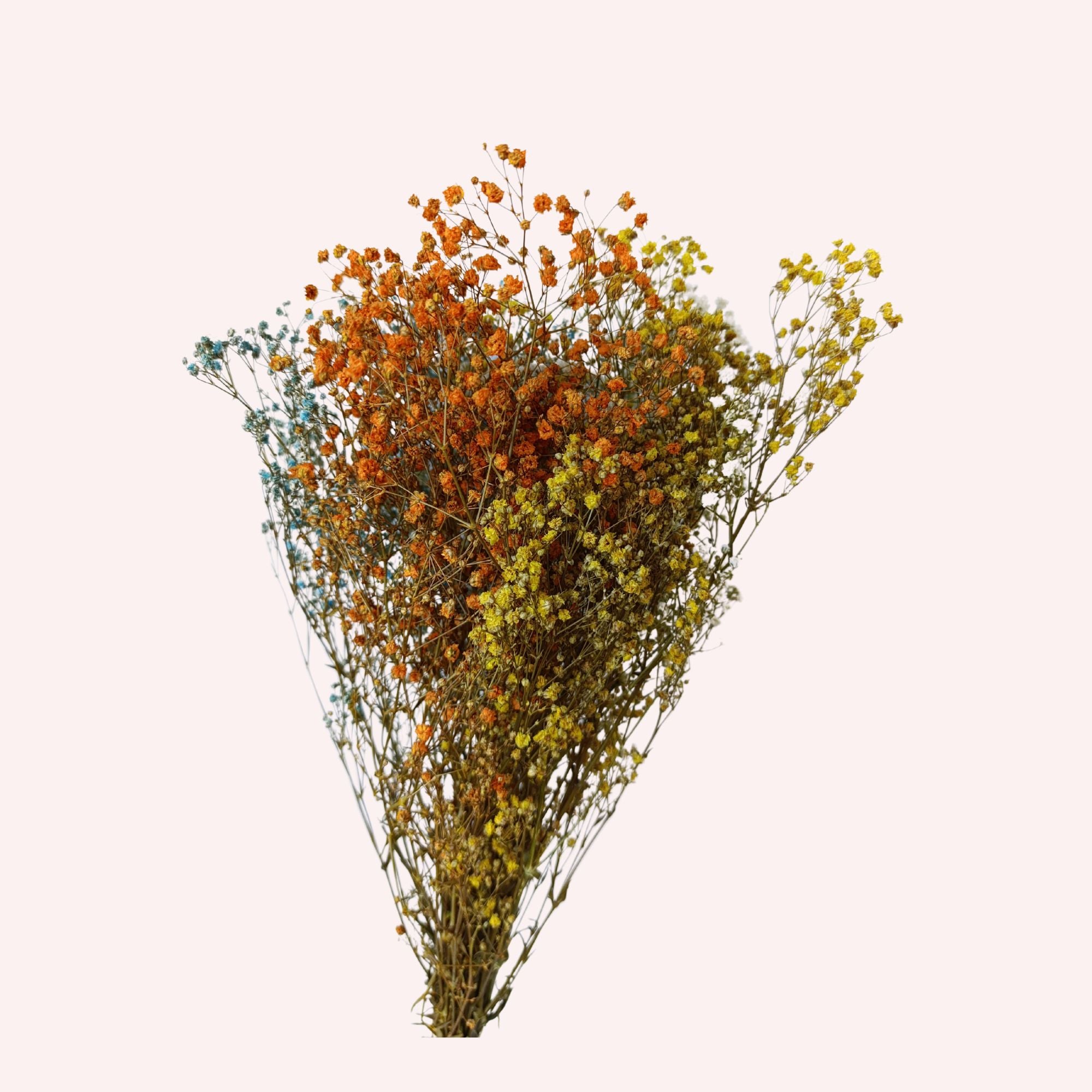 Gypsophila multicolor