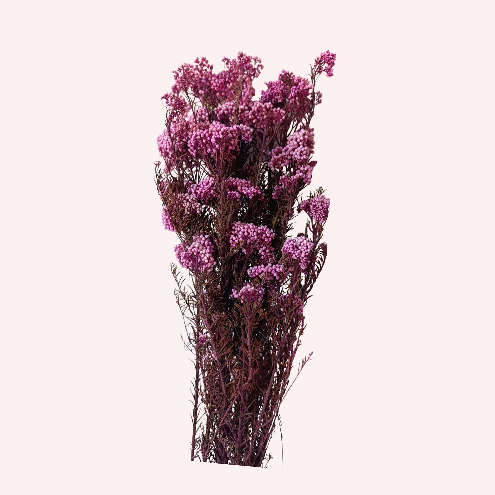Flor de arroz