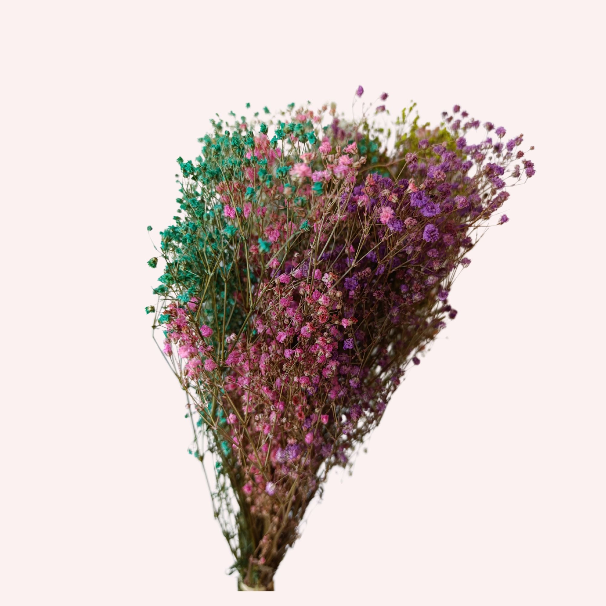 Gypsophila multicolor